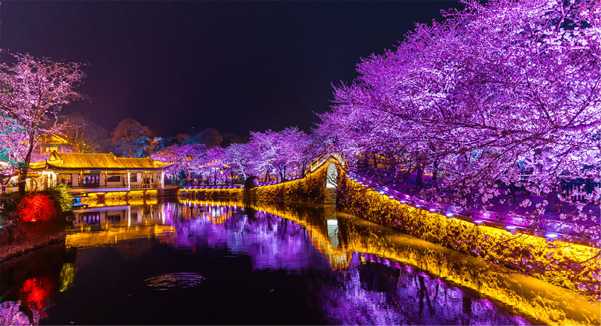 西北湖樱花林.jpg